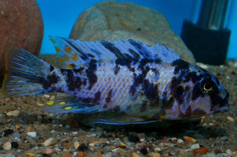 Maylandia fainzilberi 'Nsele'